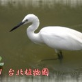 台北市植物園~2011