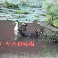 台北市植物園~2011