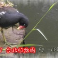 台北市植物園~2011