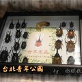 2011 甲蟲展~台北市青年公園