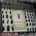 2011 甲蟲展~台北市青年公園