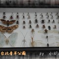 2011 甲蟲展~台北市青年公園