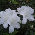 白色杜鵑花