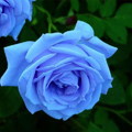 我最愛的藍色玫瑰
