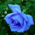 最愛的藍玫瑰