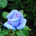 改良品種的藍玫瑰