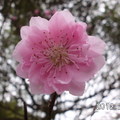 桃源仙谷初開的櫻花