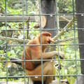 去叢林坐船看半天，還不如動物園來的清楚