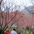 花卉試驗中心的櫻花林