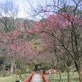 陽明公園稀稀疏疏的櫻花林
