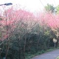 竹子湖的櫻花大道