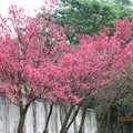 菁山路中華電信衛星通訊中心旁開了滿枝頭的櫻花