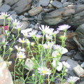 海邊小野花