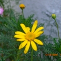 2008冬Daisy