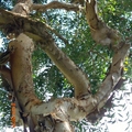 屋後的大樹，終年落葉不斷，雖然如此，還是喜歡它因為歲月而增的粗糙班剝。