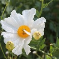 我承它[三宅一生]. 那花兒薄如紙片, 輕盈逍遙, 隨風飛舞.