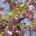 Sakura in late bloom