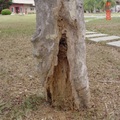 樹木也長白蟻-白蟻由土壤跑上來侵襲樹木