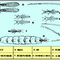 白蟻之生活史
