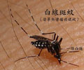 蚊蟲的一生分爲4個時期，卵、幼蟲、蛹、成蟲，完全變態昆蟲。蒼蠅是昆蟲綱、雙翅目、環裂亞目分類群中許多昆蟲的通稱，多孳生於垃圾、腐敗有機物等疾病病原繁殖的骯髒處所，成為污染食物及傳染疾病之媒介。