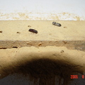 木蠹蟲蛀蝕孔(被粉末蓋住)與排遺的粉末