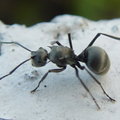 大黑蟻
