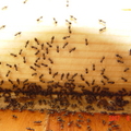 大量螞蟻被食物誘引過來