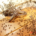 大量的螞蟻被蜘蛛的屍體誘引過來