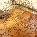 大量的螞蟻被蜘蛛的屍體給誘引過來