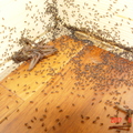 大量的螞蟻被蜘蛛的屍體給吸引過來