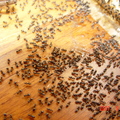 大量螞蟻被食物誘引過來