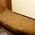 衣櫃內長了一個白蟻窩，屋主自行用殺蟲劑噴完後，掉出數以萬計的白蟻出來。