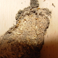 木質牆壁上長白蟻