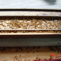 窗框上有大量分飛生殖蟻的屍體