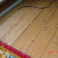 木地板上有大量分飛生殖蟻的屍體