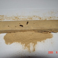 木蠹蟲蛀蝕孔(被粉末蓋住)與排遺的粉末