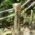 白蟻蟻道包覆著登山步道的扶木