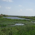 ~ Paynes Prairie Preserve State Park ~ - 4