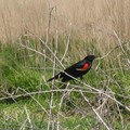 ~ Paynes Prairie Preserve State Park ~ - 4