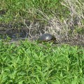 ~ Paynes Prairie Preserve State Park ~ - 5