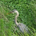 ~ Paynes Prairie Preserve State Park ~ - 1