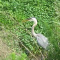 ~ Paynes Prairie Preserve State Park ~ - 2