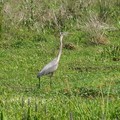 ~ Paynes Prairie Preserve State Park ~ - 4