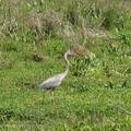 ~ Paynes Prairie Preserve State Park ~ - 5