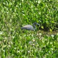 ~ Paynes Prairie Preserve State Park ~ - 1