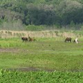 ~ Paynes Prairie Preserve State Park ~ - 2