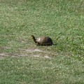 ~ Paynes Prairie Preserve State Park ~ - 3