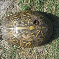 ~ Paynes Prairie Preserve State Park ~ - 4