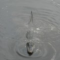 ~ Paynes Prairie Preserve State Park ~ - 2