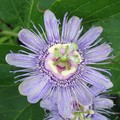 ~ Paynes Prairie Preserve State Park ~ - 3